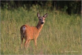 <p>SRNEC OBECNÝ (Capreolus capreolus) Šluknovsko - Harta /European roe deer - Reh/</p>